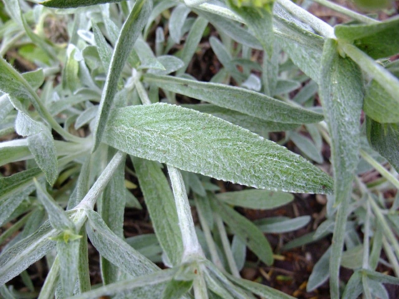 Sideritis syriaca 20