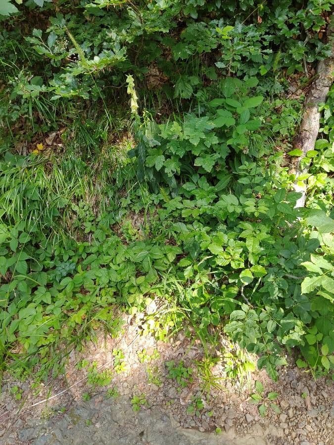 Waldgerste 6