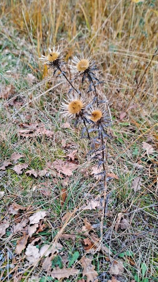 Carlina comune 13