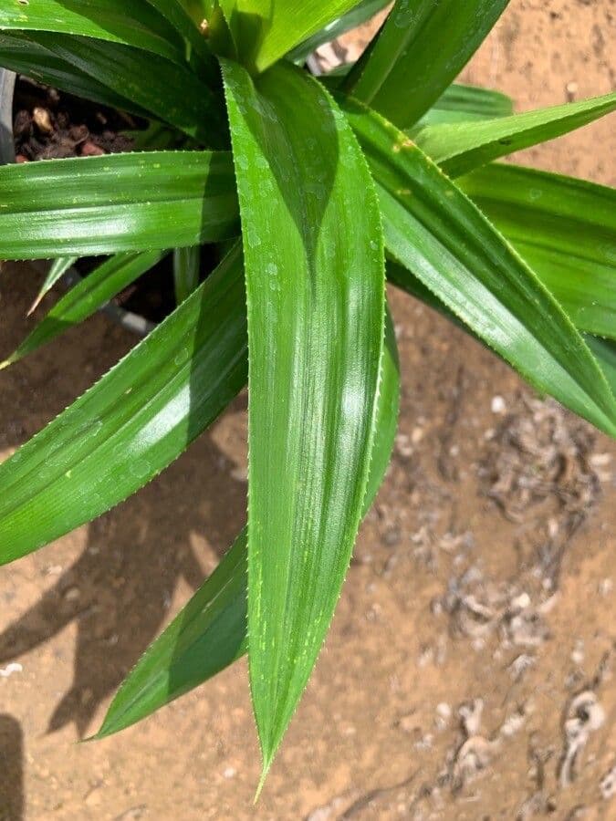 Pandan 3