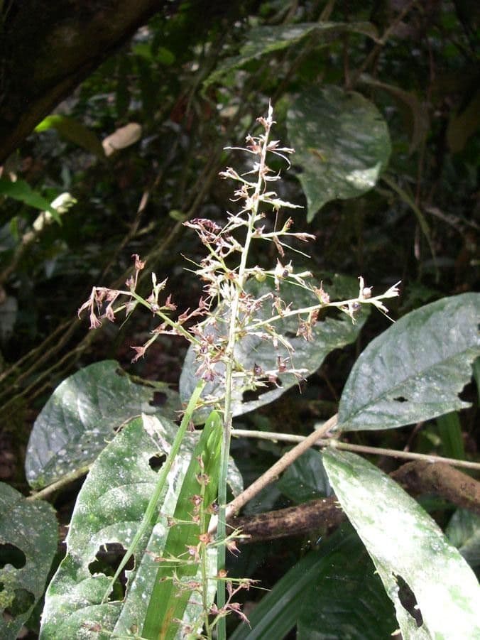 Scleria 17
