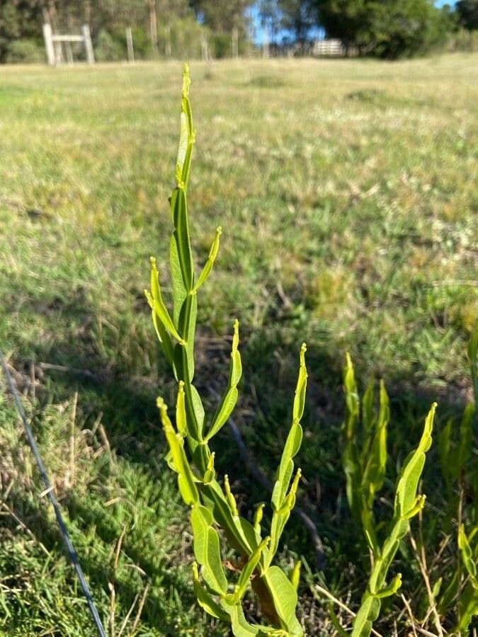 Baccharis trimera 17