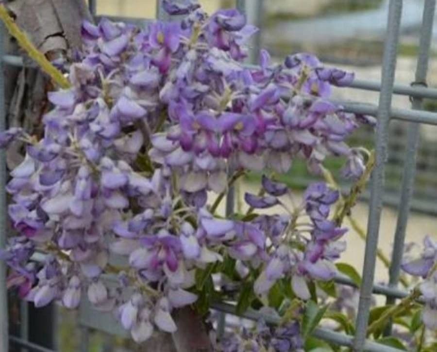 Austrocallerya