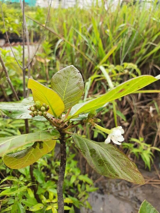 Guettarda scabra 7