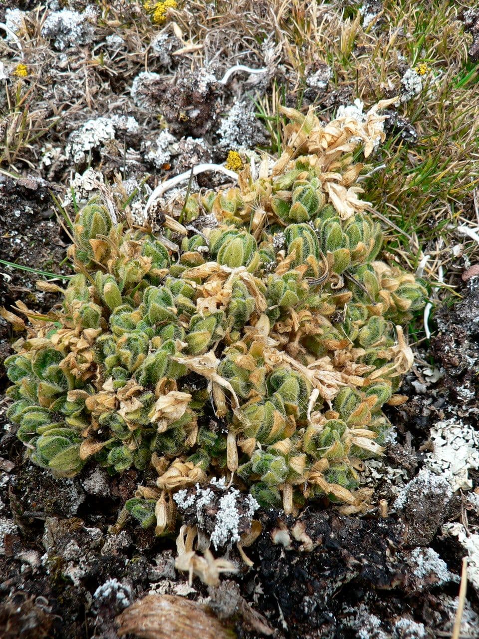 Cerastio 5