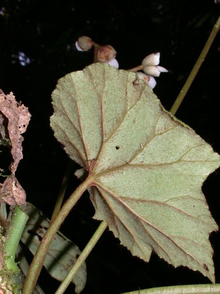 Begonia 12