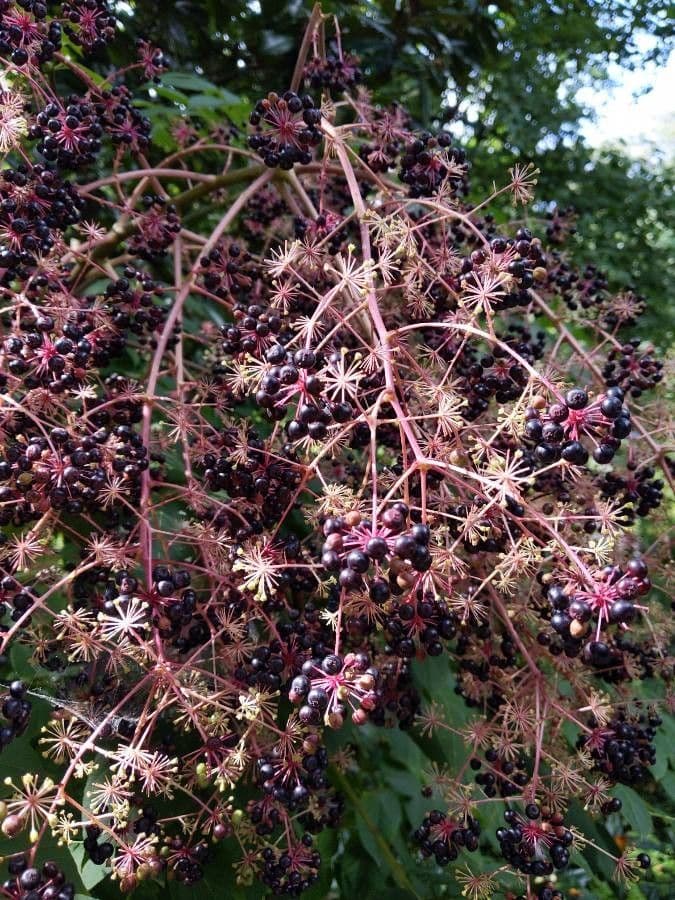 Aralia cinese 2