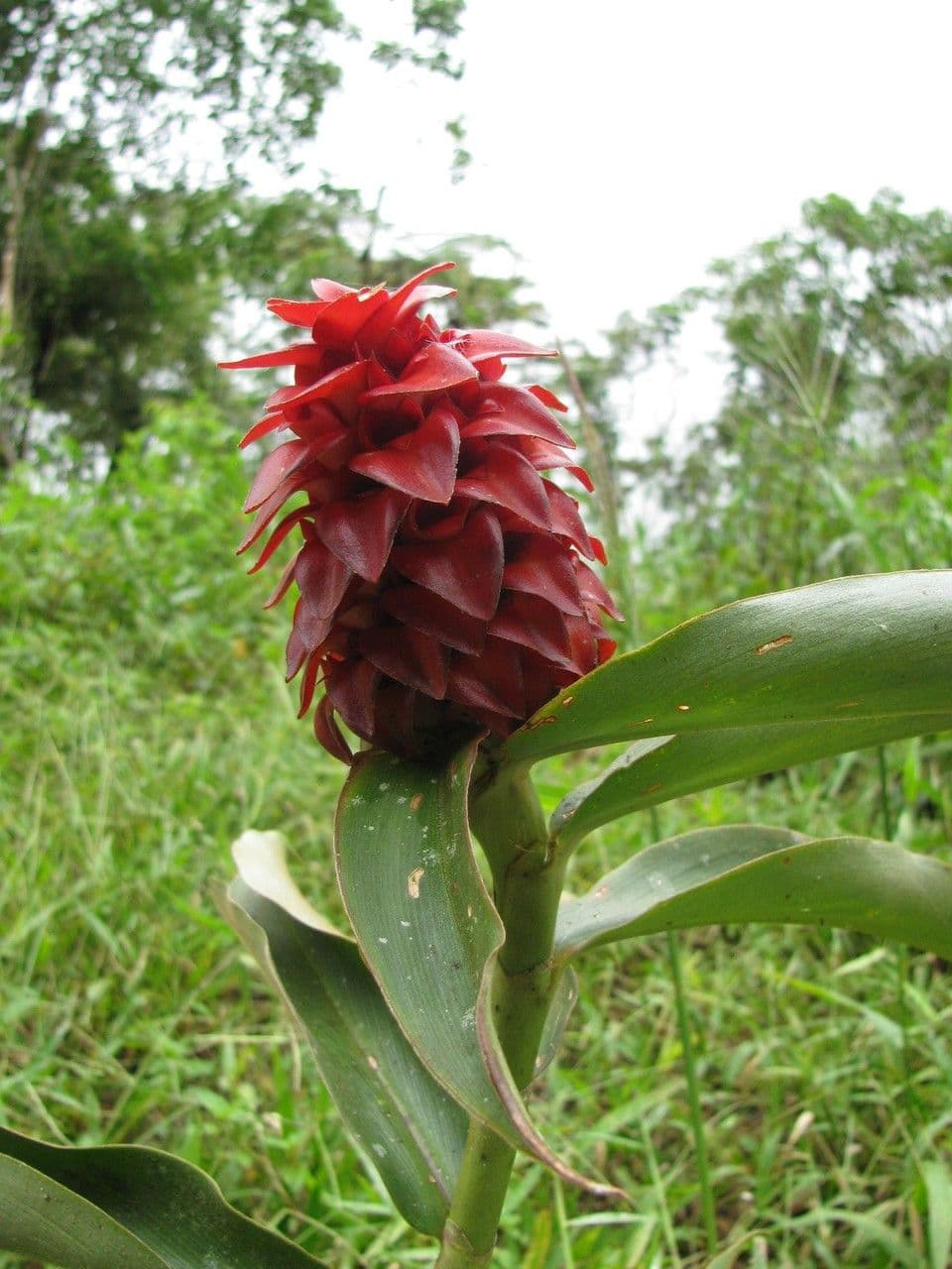 Costus