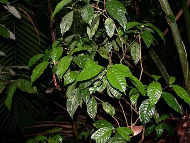 Eumachia 8