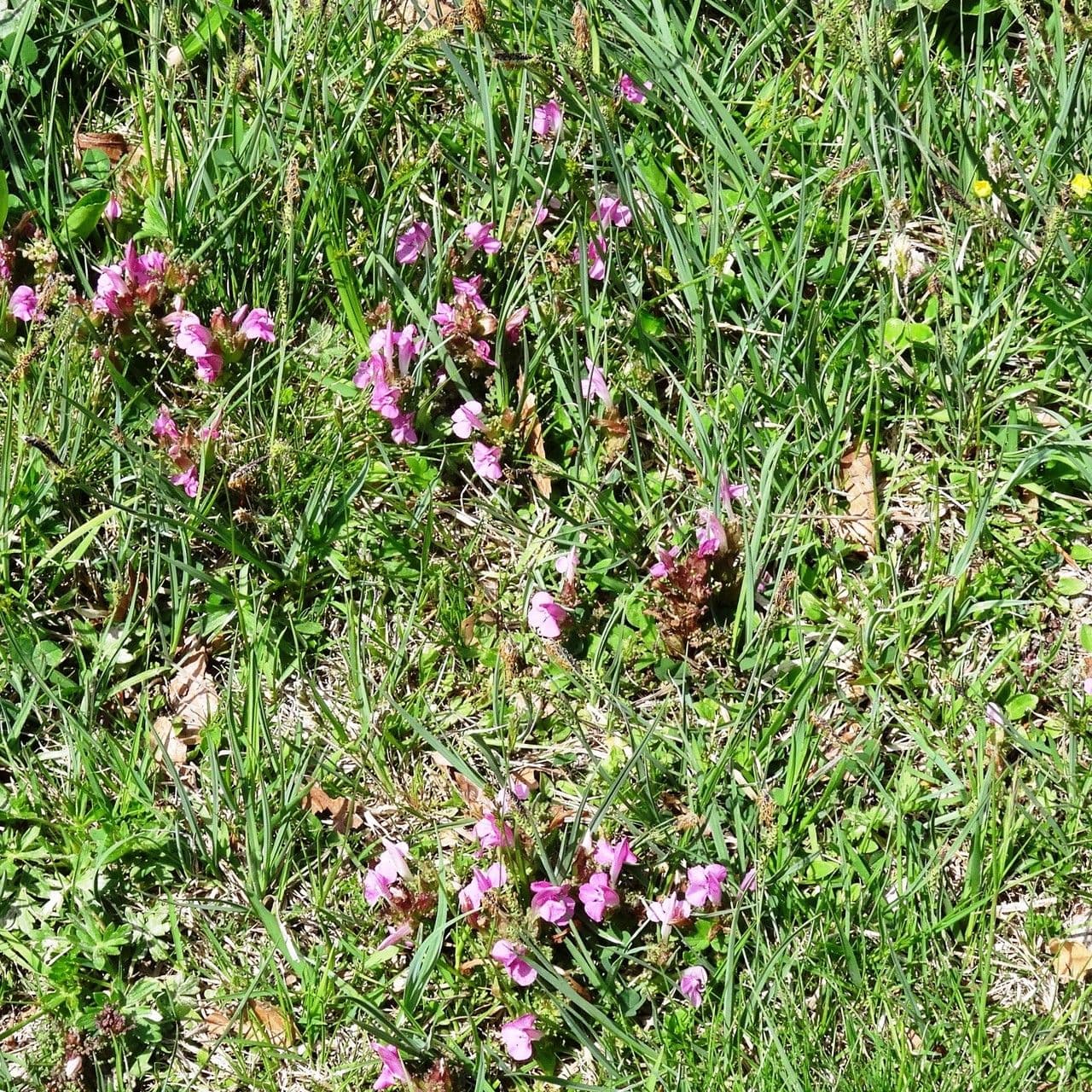 Vrbina pyrenejská 13