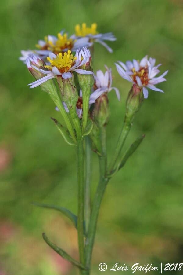 Aster solny 13