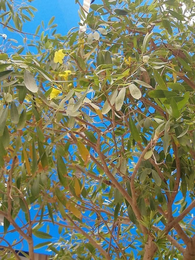 Ipê amarelo 14