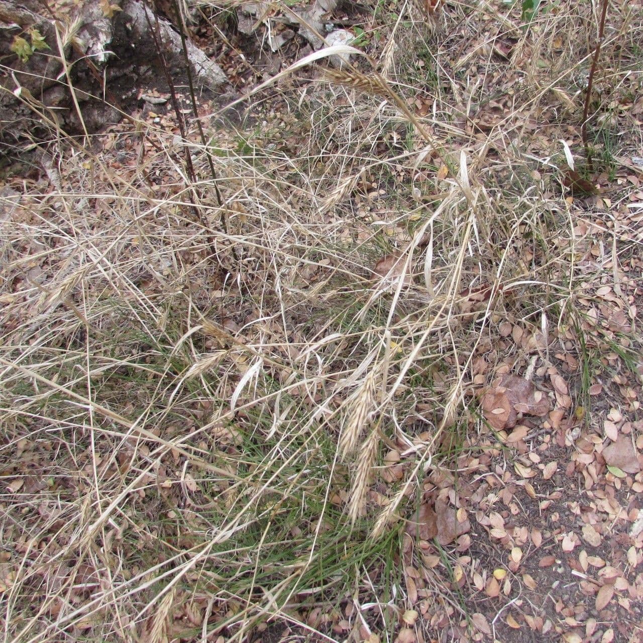 Elymus virginicus 15