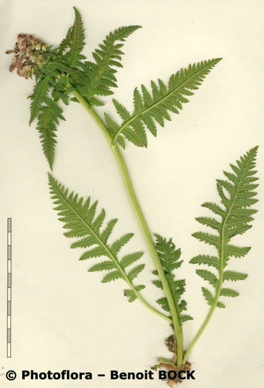 Pedicularis senza becco 25