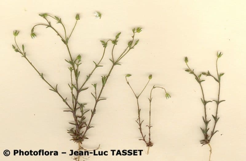 Arenaria modesta 8