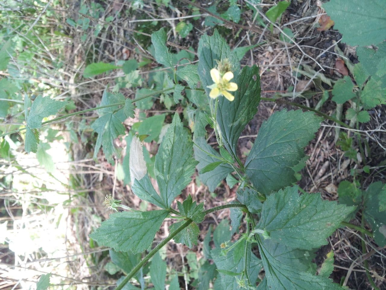 Geum de Alepo 13