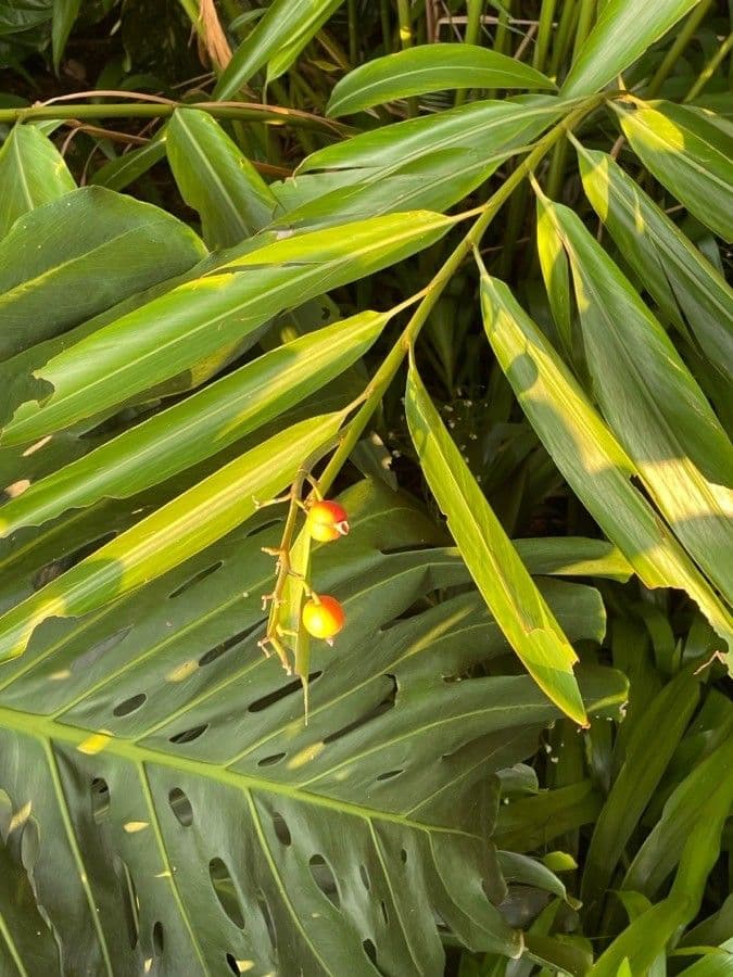 Alpinia zerumbet 2