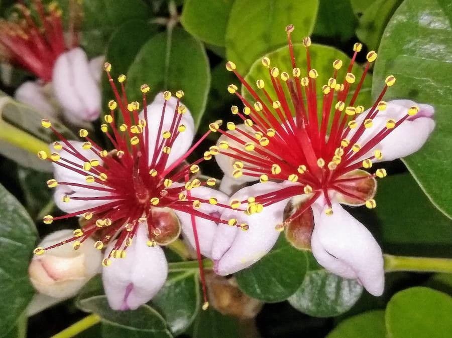 Feijoa 10