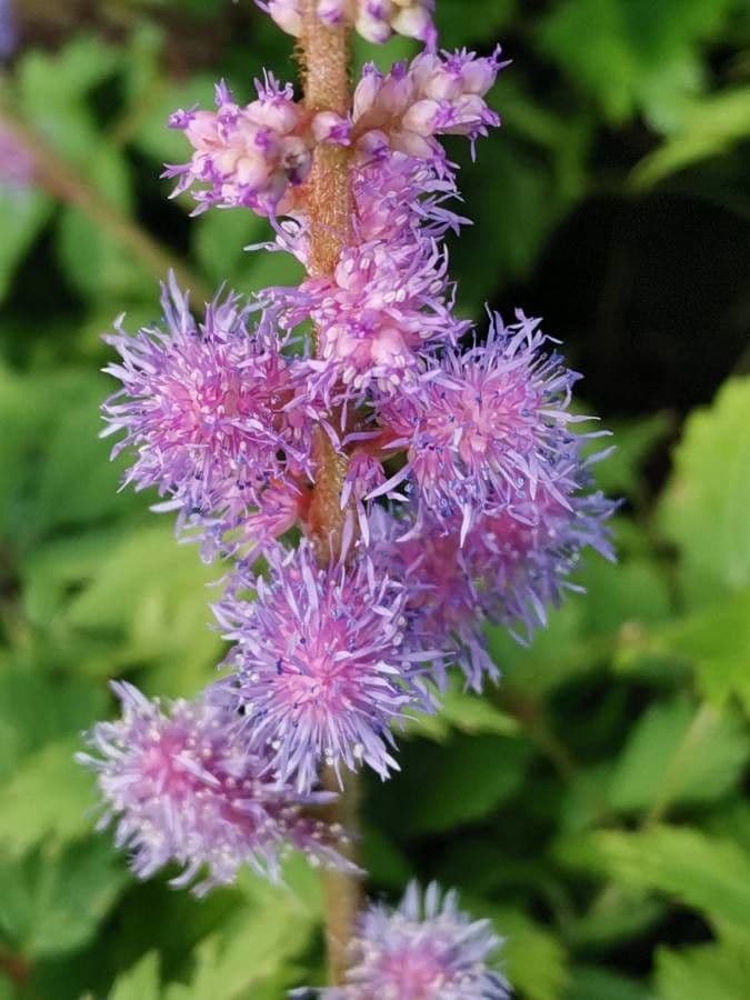 Astilbe rossa 5