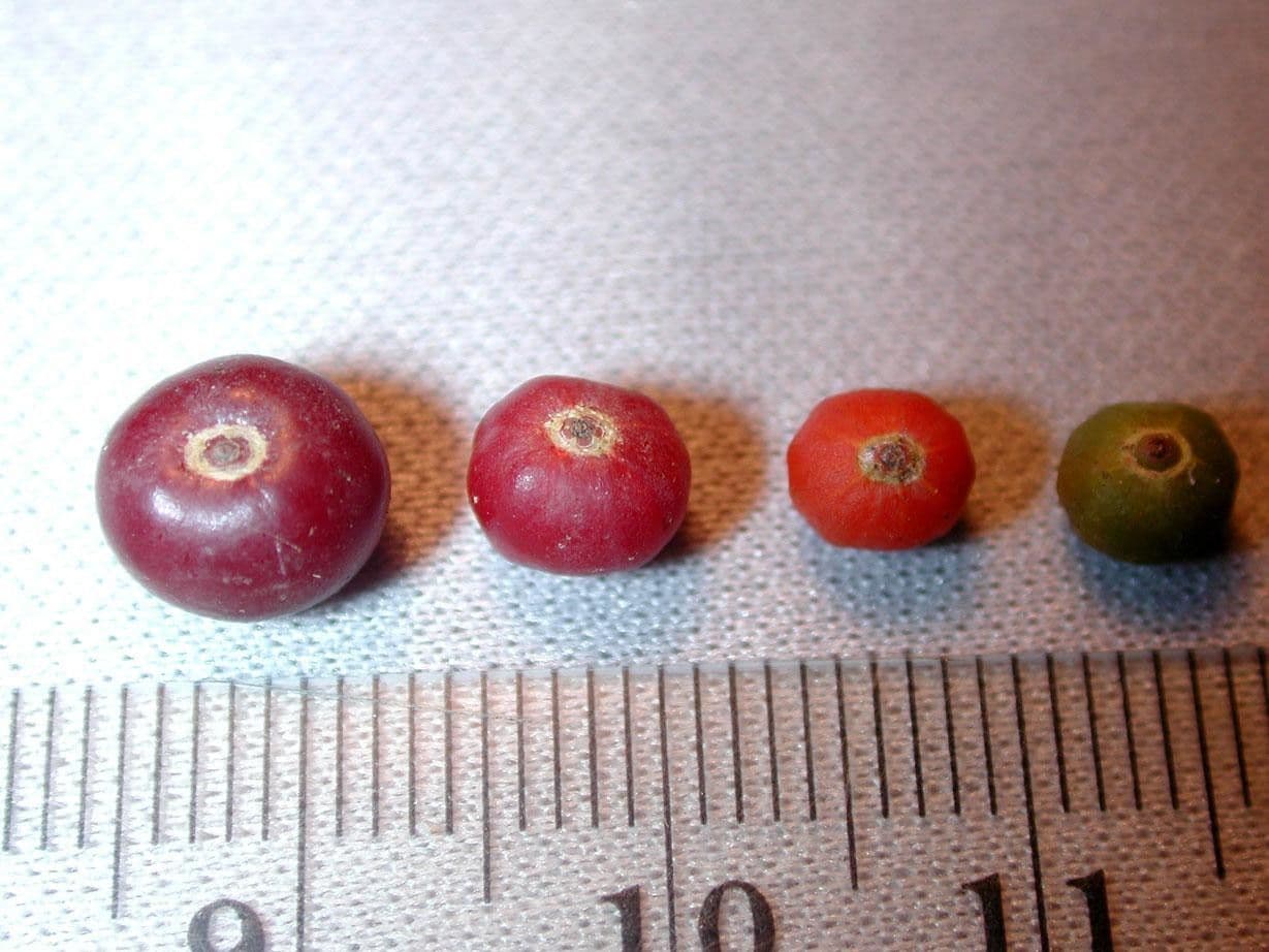 Psychotria 15
