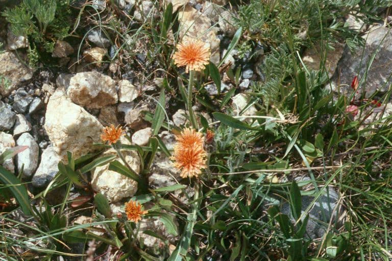 Orangefarbige Schafgarbe 6