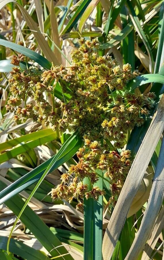 Androtrichum 2