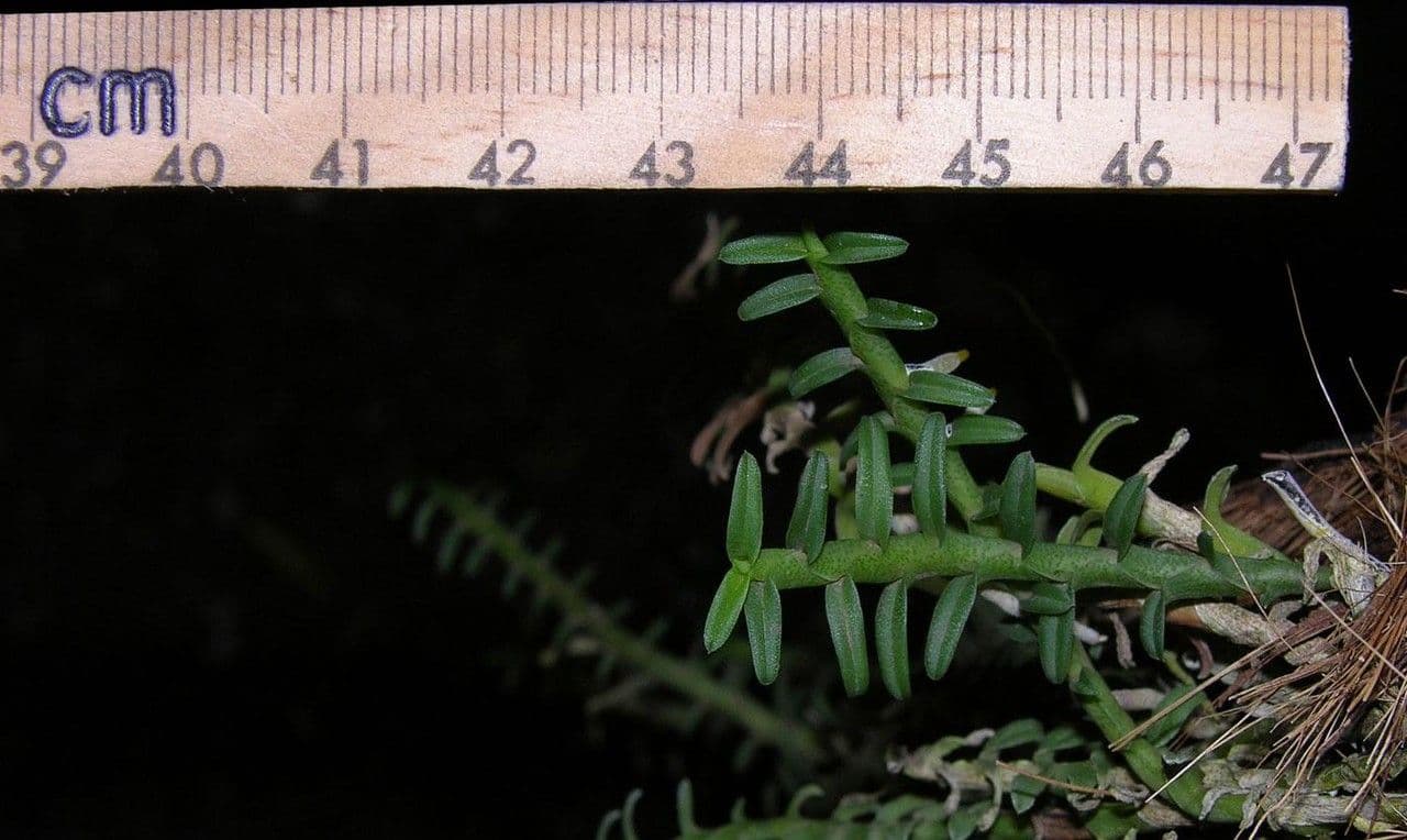 Dichaea 3