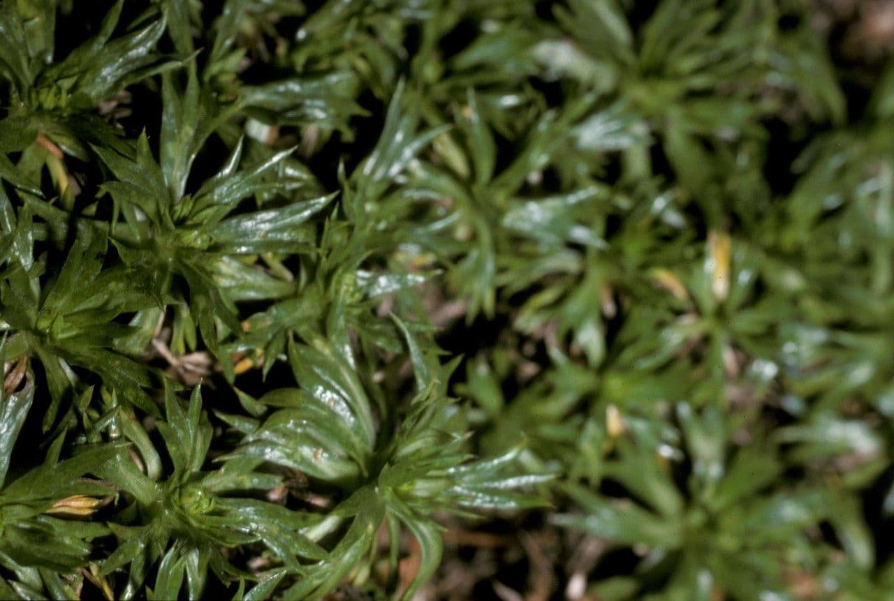 Azorella 16