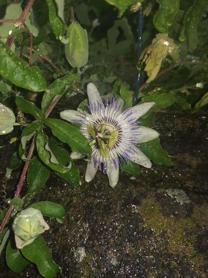 Passiflora azzurra 19