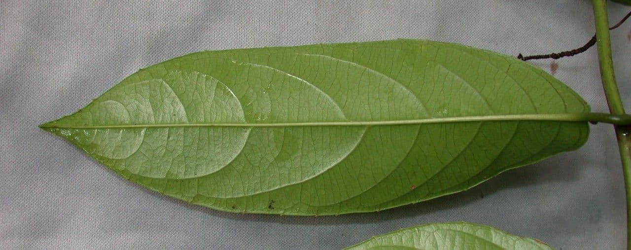 Passiflora lucida 10