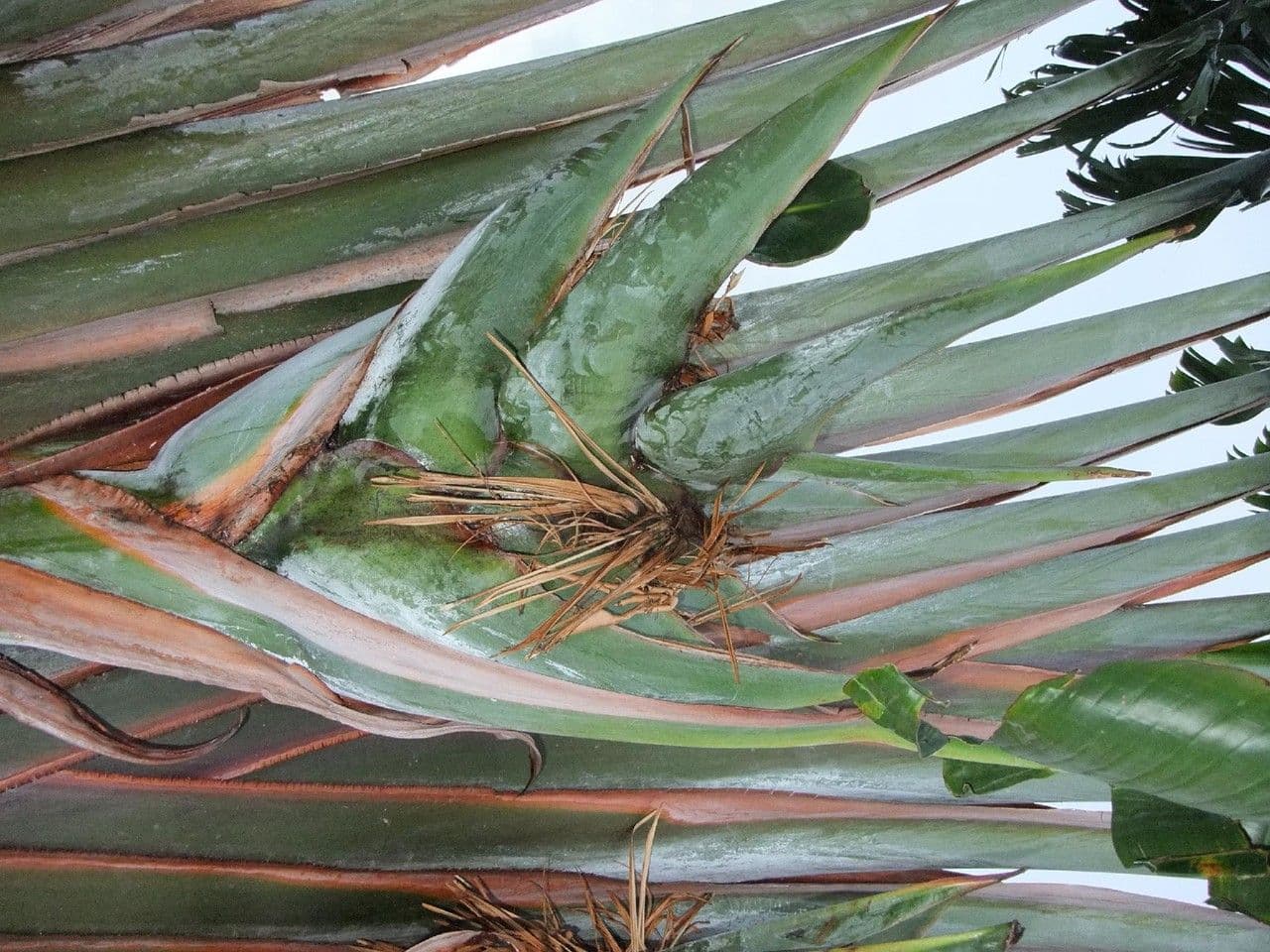 Cestovatelská palma 5