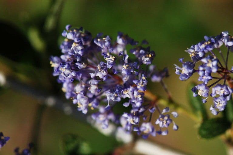 Lemmons Ceanothus 2