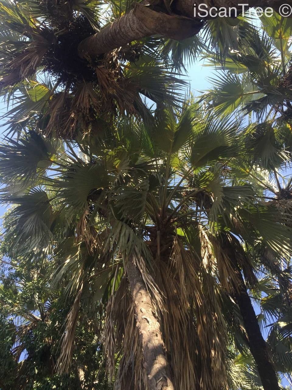 Palma Doum 7