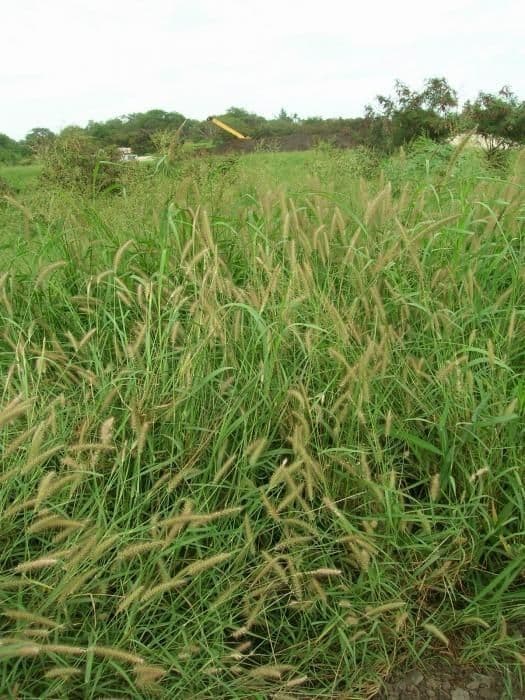 Setaria minore 14