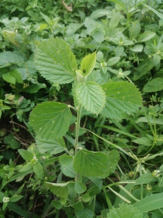 Sida cordifolia 19