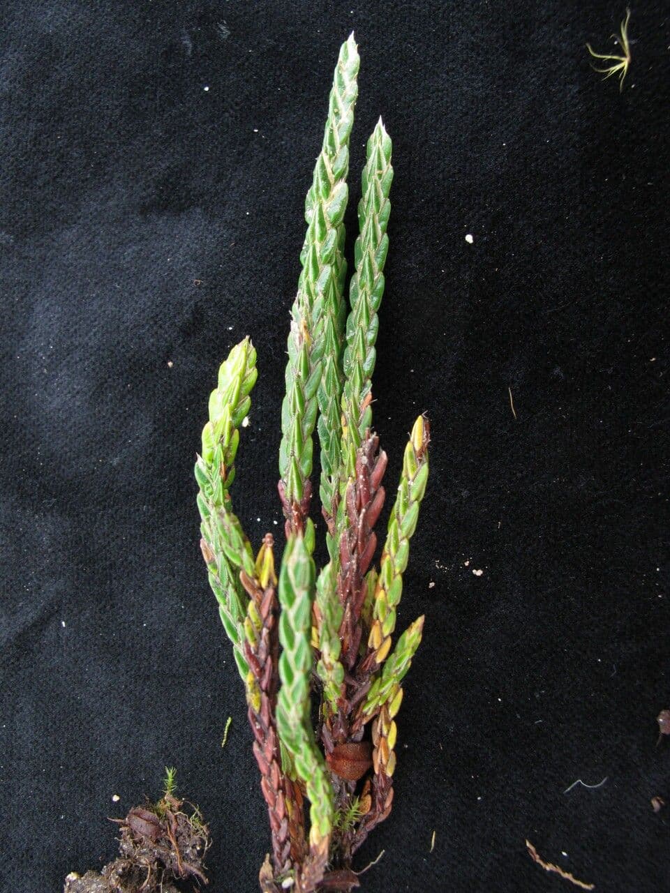 Cassiope fastigiata 11