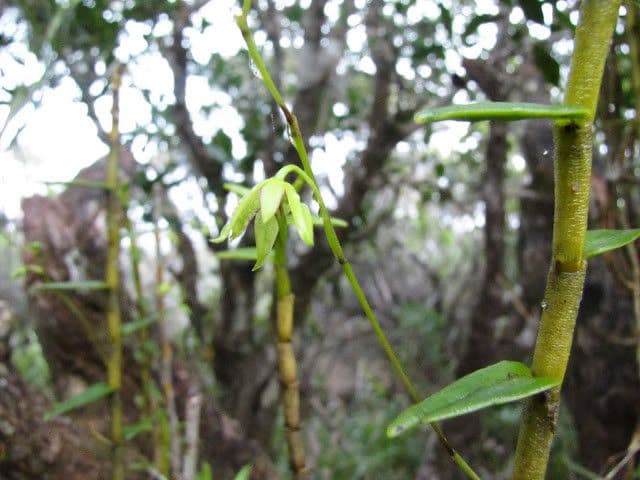 Dendrobium 10