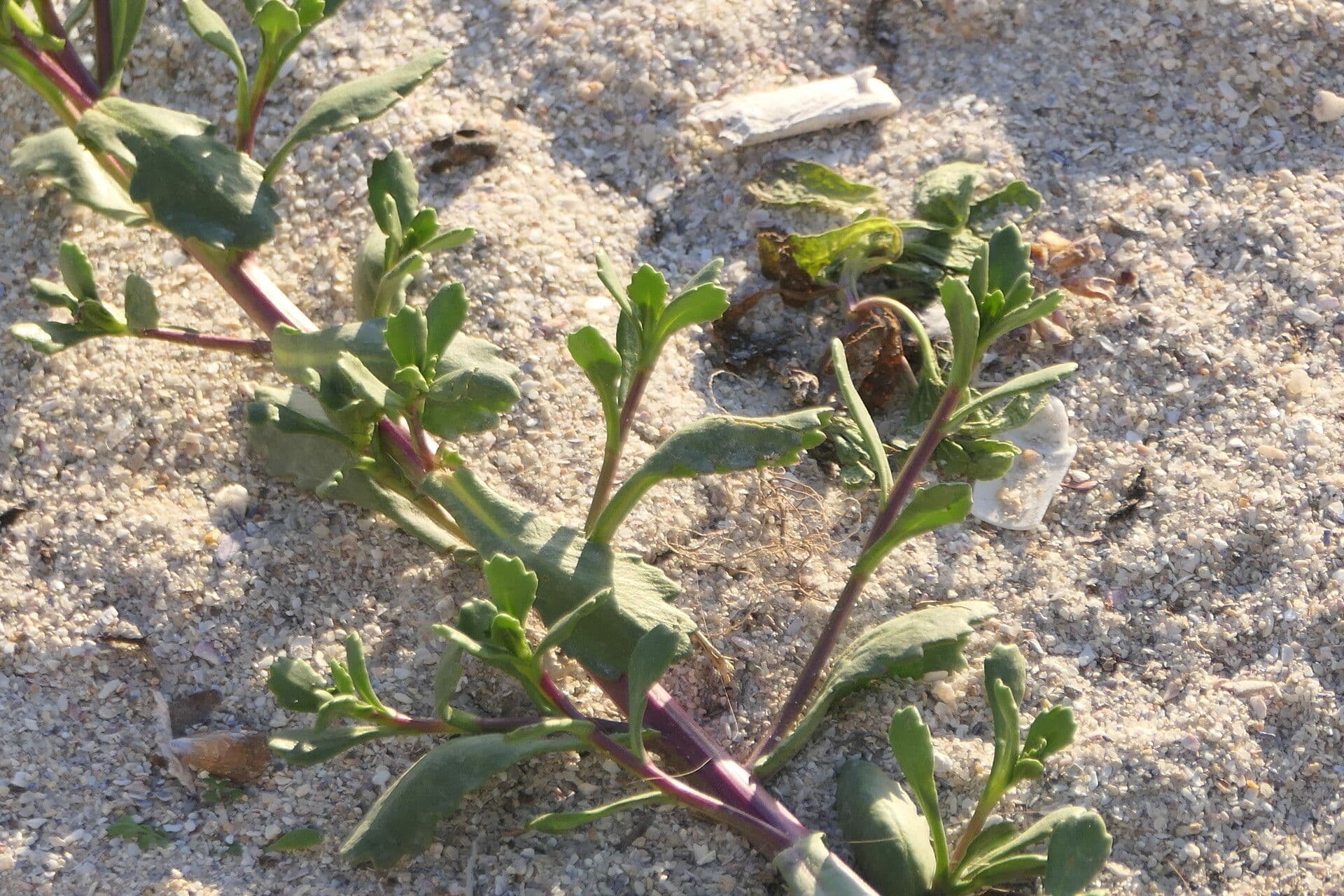 Senecione marittimo 11