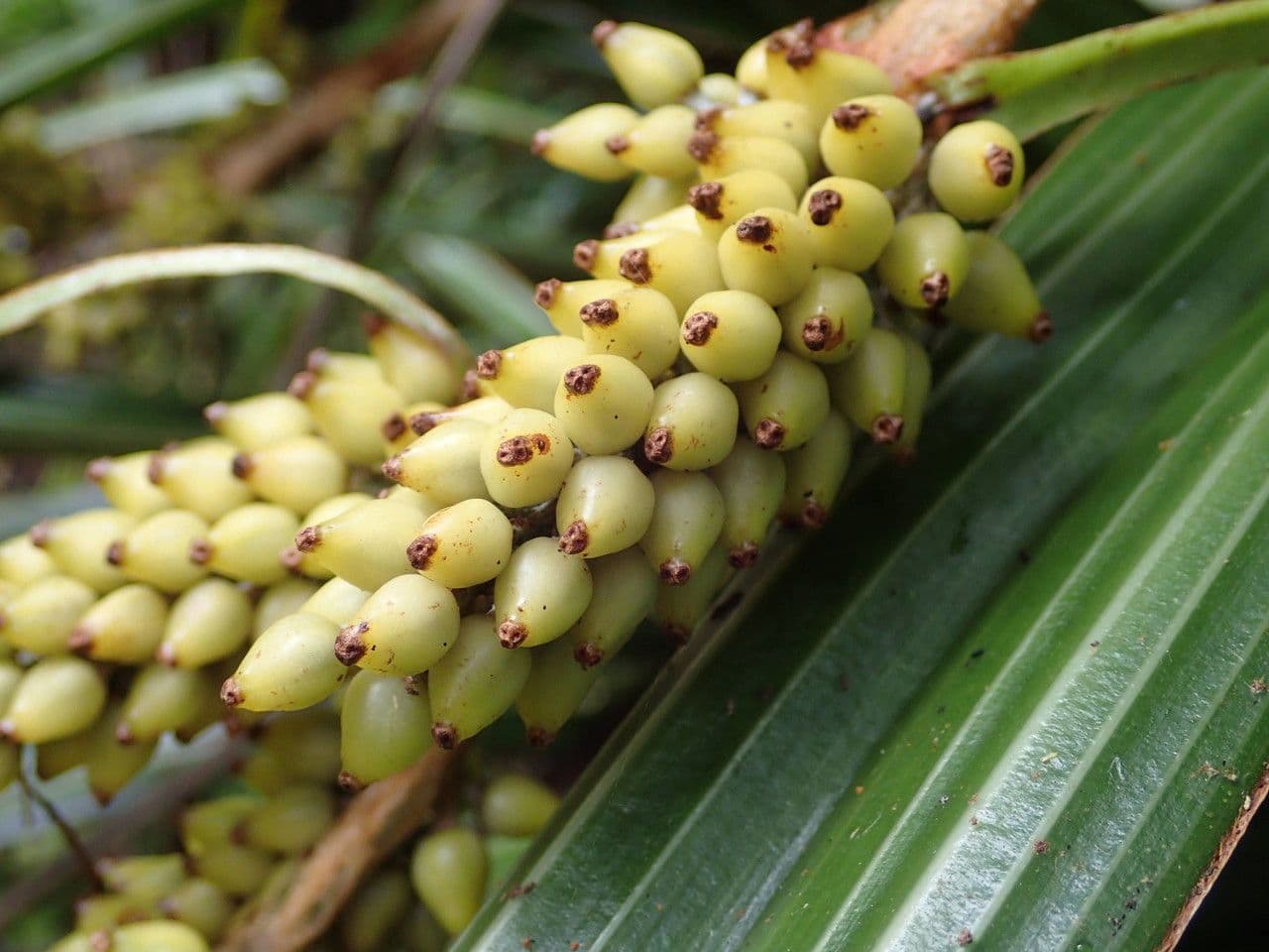 Astelia hemichrysa 3