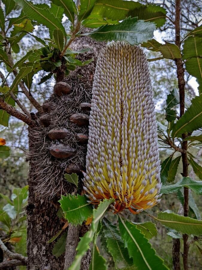 Banksia 10