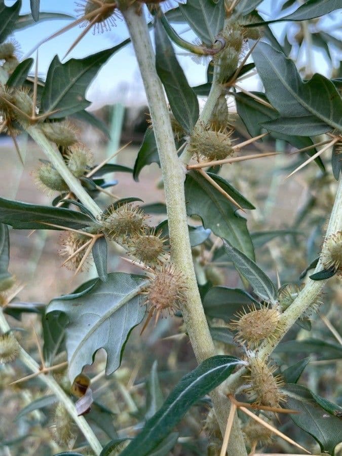 Lappola spinosa