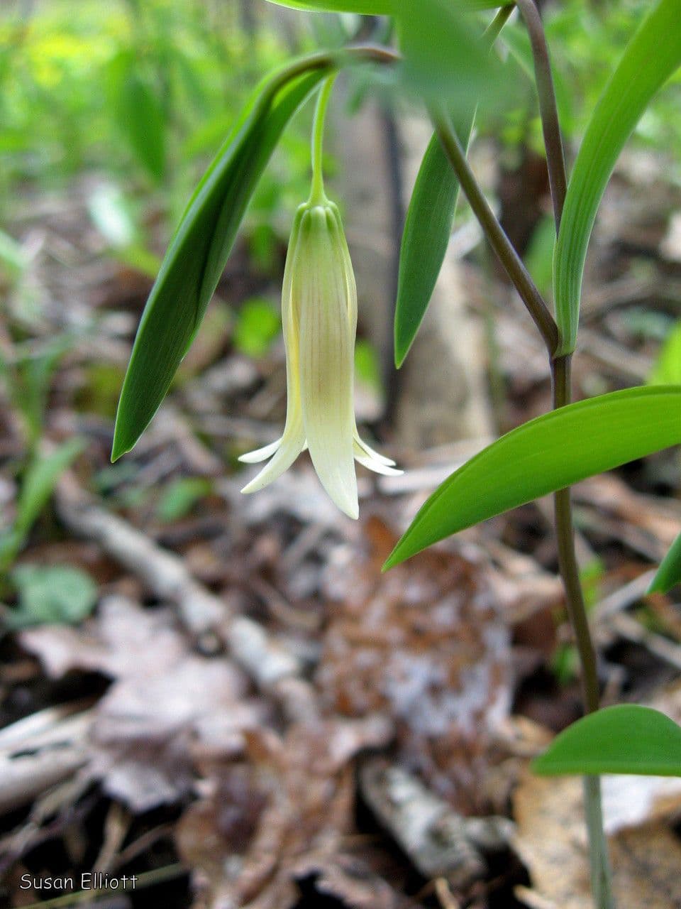 Uvularia sessilifolia 7