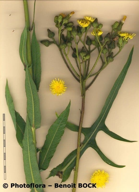Crespigno palustre 26