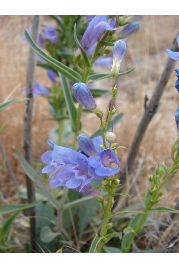 Penstemon 2