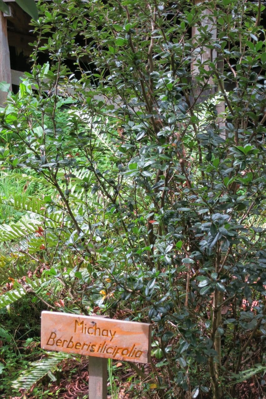 Berberis
