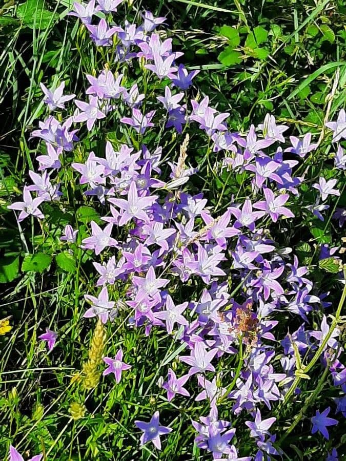 Campanula diffusa 16