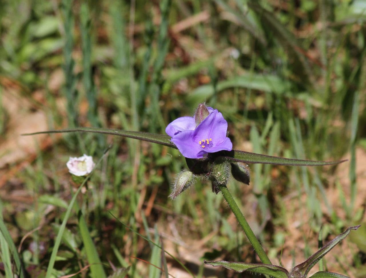 V tradescantia 2