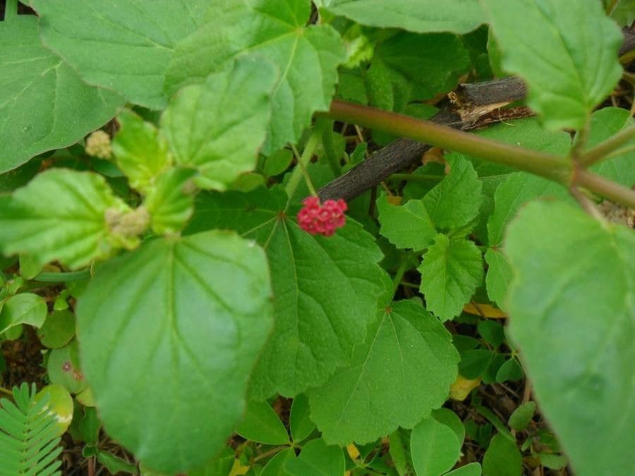 Boerhavia scarlatta 6