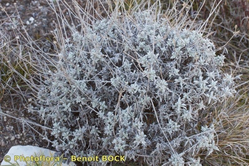 Sideritis 7