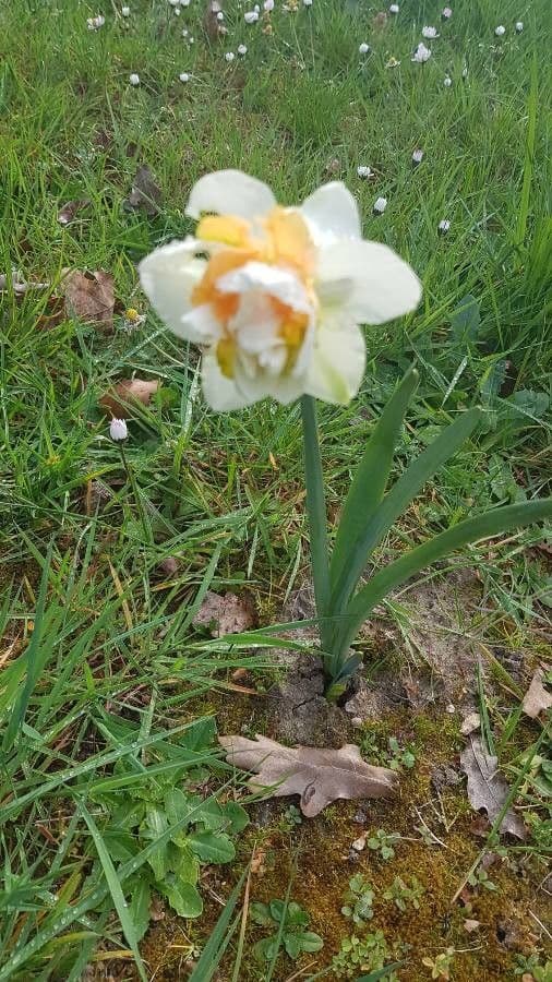 Kantabrischer Jonquil 4